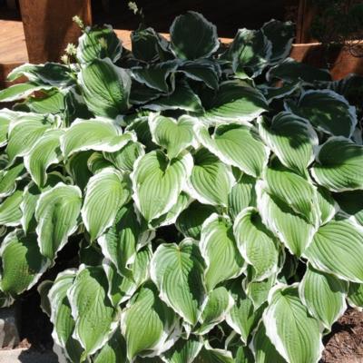 Hosta 'Crispula'